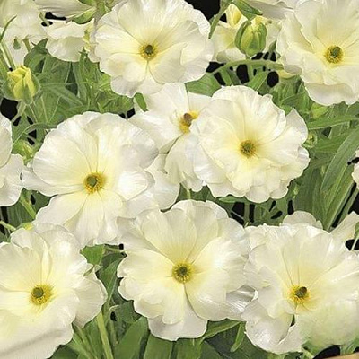 Ранункулюс ГРАЦИЯ баттерфляй в Коломне