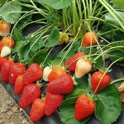 Клубника РОКСАНА в Коломне