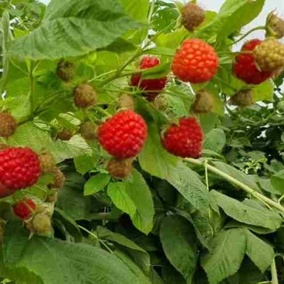 Малина КВЕЛЛИ в Коломне