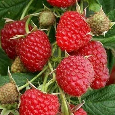 Малина ГЛЕН АМПЛ в Коломне