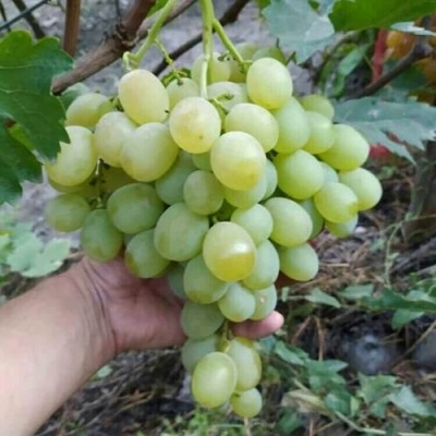 Виноград ВАНЮША в Коломне