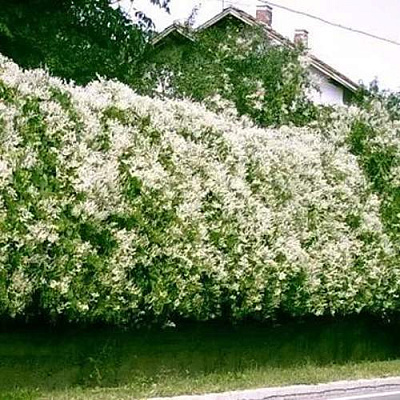 Фаллопия Фаллопия в Коломне