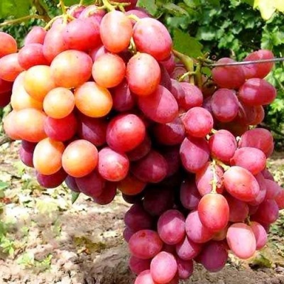 Виноград АНЮТА в Коломне