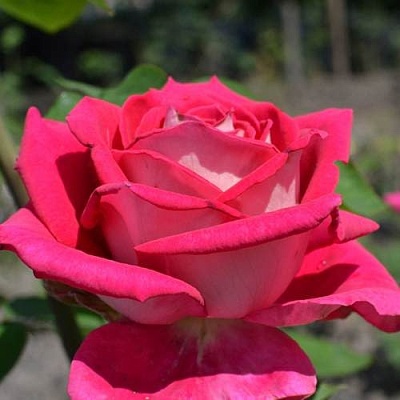 Чайно-гибридная роза в Коломне