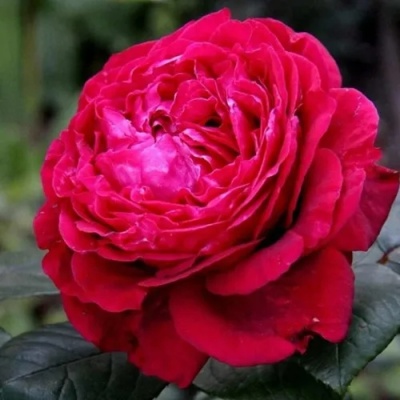Роза 4 ВЕТРОВ флорибунда  в Коломне