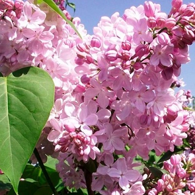 Сирень АДЕЛИНА в Коломне