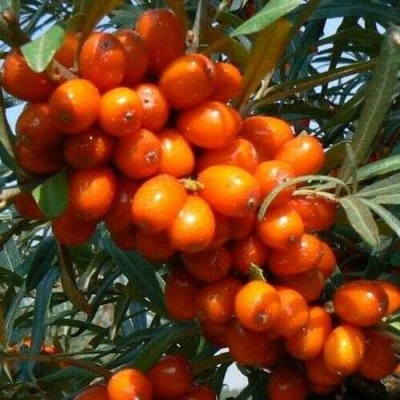 Облепиха ПЛАМЕННАЯ в Коломне