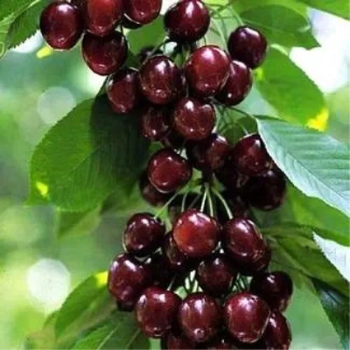 Черешня УДИВИТЕЛЬНАЯ в Коломне