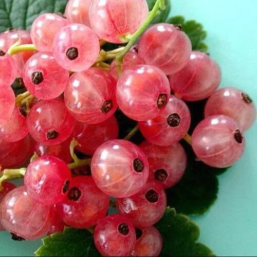 Смородина белая ПРЫГАЖУНЯ (РОЗОВАЯ) в Коломне
