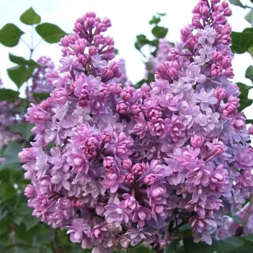 Сирень КОЛХОЗНИЦА в Коломне