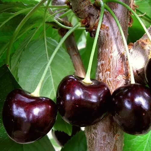 Черешня ДОНЕЦКИЙ УГОЛЁК в Коломне