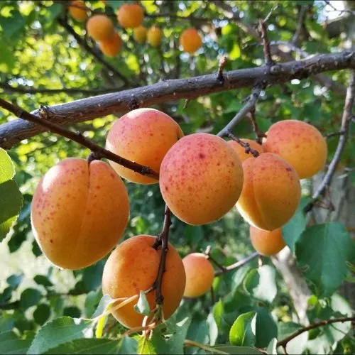 Абрикос ЖЕРДЕЛА в Коломне