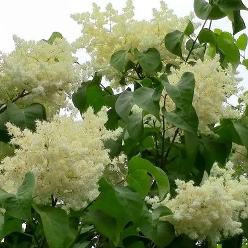 Сирень АМУРСКАЯ в Коломне