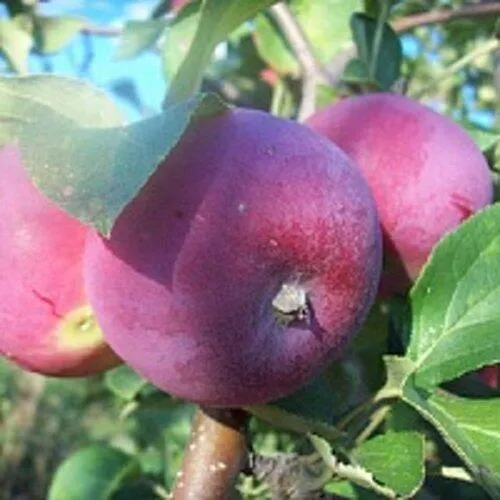 Яблоня СЕРЕБРЯНОЕ КОПЫТЦЕ в Коломне